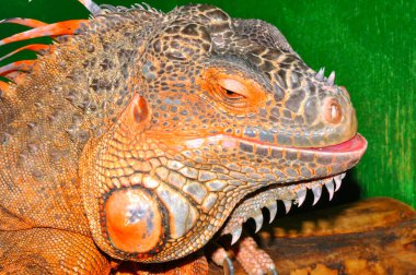 Kırmızı iguana - morph yeşil iguana (Latince. İguana iguanası, iguana ailesinin büyük otçul bir kertenkelesidir.