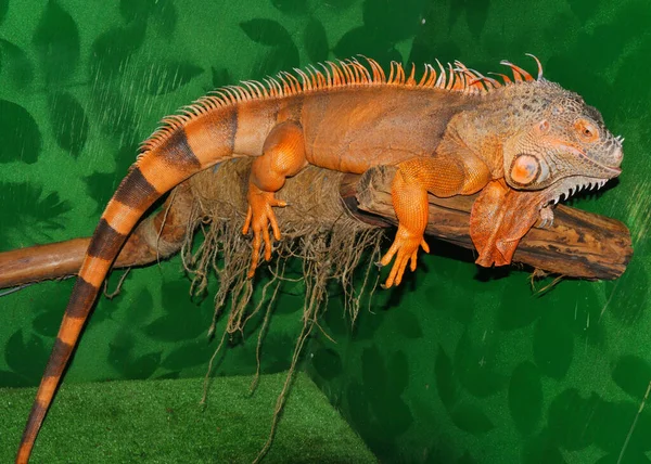 Red Iguana Morph Green Iguana Latin Iguana Iguana Egy Nagy — Stock Fotó