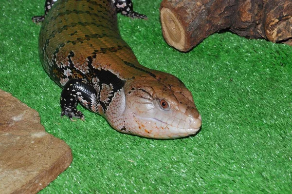 Lagarto Lengua Azul Oriental Tiliqua Scincoides Scincoides Una Subespecie Gran —  Fotos de Stock