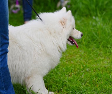 Samoyed köpeği (Samoyed, Samoyed Husky, Samoyed Spitz, sammi) bir yaz yürüyüşünde