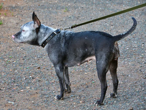 Amerikai Pitbull Terrier Rövidítve Pit Bull Egy Séta Nyári Reggel — Stock Fotó