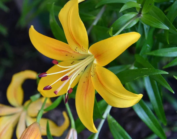 Lat Vagyok Lilium Egy Nemzetség Növények Lilley Lat Liliaceae Sárga — Stock Fotó