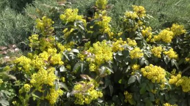 Mahonia padubolistiğinin sarı çiçekleri (Latince. Mahonia aquifolium, Barbaris familyasından bir çalı türü. 