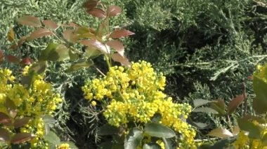 Mahonia padubolistiğinin sarı çiçekleri (Latince. Mahonia aquifolium, Barbaris familyasından bir çalı türü. 