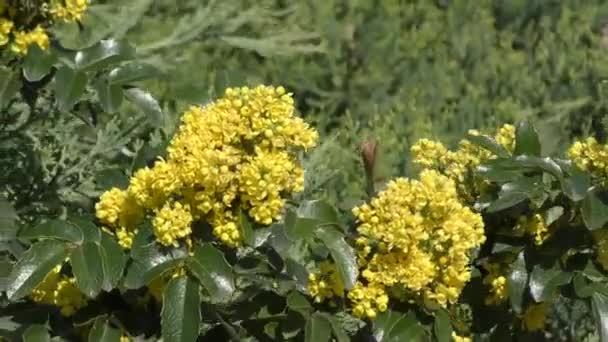 Flores Amarillas Mahonia Padubolistic Latín Mahonia Aquifolium Una Especie Arbusto — Vídeo de stock