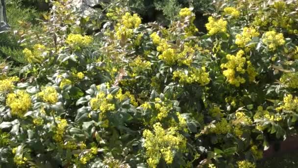 Gelbe Blüten Von Mahonia Padubolistic Lateinisch Mahonia Aquifolium Ist Ein — Stockvideo