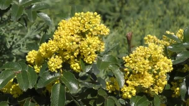 Желтые Цветки Махонии Падуболистической Лат Mahonia Aquifolium Вечнозеленый Кустарник Вид — стоковое видео