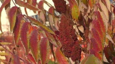 Sumac ağacının sonbahar yaprakları (Lat. Rhus typhina) veya sumac ren geyiği, sirke ağacı, Virginia sumac, staghorn sumac