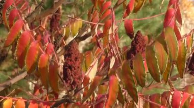 Sumac ağacının sonbahar yaprakları (Lat. Rhus typhina) veya sumac ren geyiği, sirke ağacı, Virginia sumac, staghorn sumac