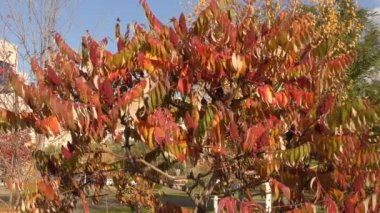 Sumac ağacının sonbahar yaprakları (Lat. Rhus typhina) veya sumac ren geyiği, sirke ağacı, Virginia sumac, staghorn sumac