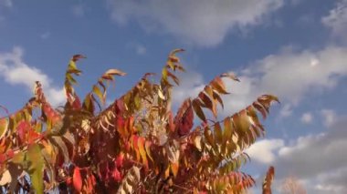 Sumac ağacının sonbahar yaprakları (Lat. Rhus typhina) veya sumac ren geyiği, sirke ağacı, Virginia sumac, staghorn sumac