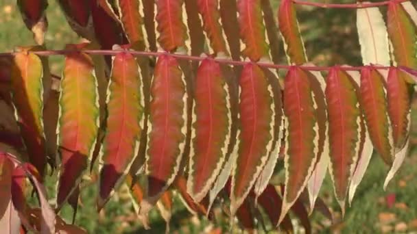 Őszi Levelek Szumák Lat Rhus Typhina Vagy Sumac Rénszarvas Ecetfa — Stock videók