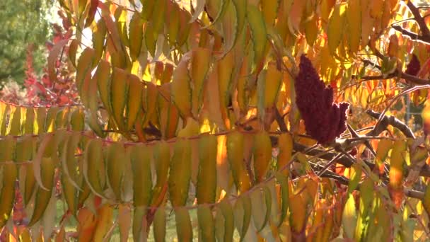Podzimní Listy Sumakovníku Lat Rhus Typhina Nebo Sumac Reindeerium Ocet — Stock video