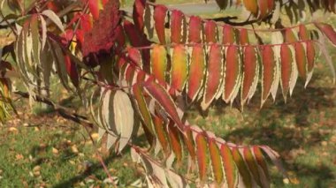 Sumac ağacının sonbahar yaprakları (Lat. Rhus typhina) veya sumac ren geyiği, sirke ağacı, Virginia sumac, staghorn sumac