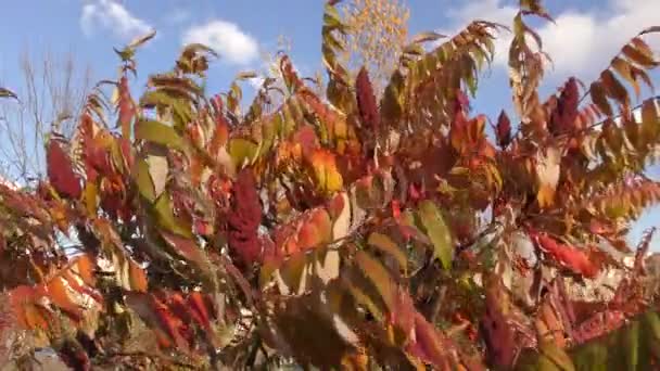 Herfst Bladeren Van Sumac Boom Lat Rhus Typhina Sumac Rendierium — Stockvideo