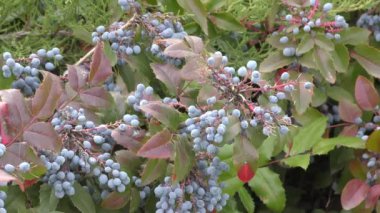 Mavi Mahonia çileği (La. Mahonia aquifolium) veya sonbahar bahçesinde Oregon üzümleri
