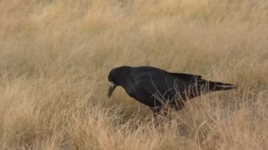 Kuş kalesi (Lat. Sonbahar tarlasında Corvus frugilegus) 