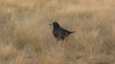 Kuş kalesi (Lat. Sonbahar tarlasında Corvus frugilegus) 
