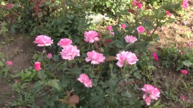 Sonbahar bahçesinde beyaz pembe gül çiçeği