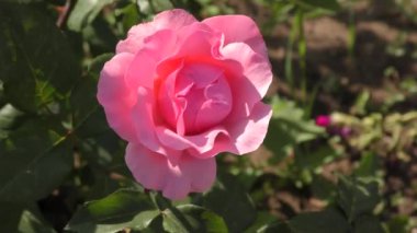 Sonbahar bahçesinde beyaz pembe gül çiçeği