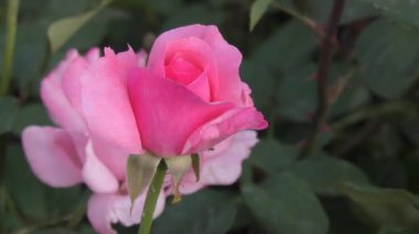 Sonbahar bahçesinde beyaz pembe gül çiçeği