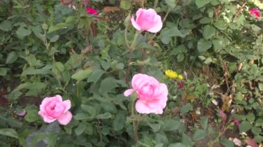 Sonbahar bahçesinde beyaz pembe gül çiçeği