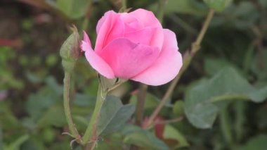 Sonbahar bahçesinde beyaz pembe gül çiçeği