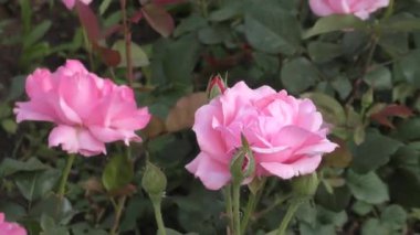 Sonbahar bahçesinde beyaz pembe gül çiçeği