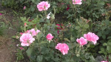 Sonbahar bahçesinde beyaz pembe gül çiçeği