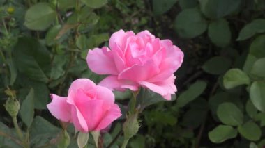 Sonbahar bahçesinde beyaz pembe gül çiçeği