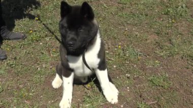 Köpek, Akita 'da yaz günü yürüyüşe çıkar.