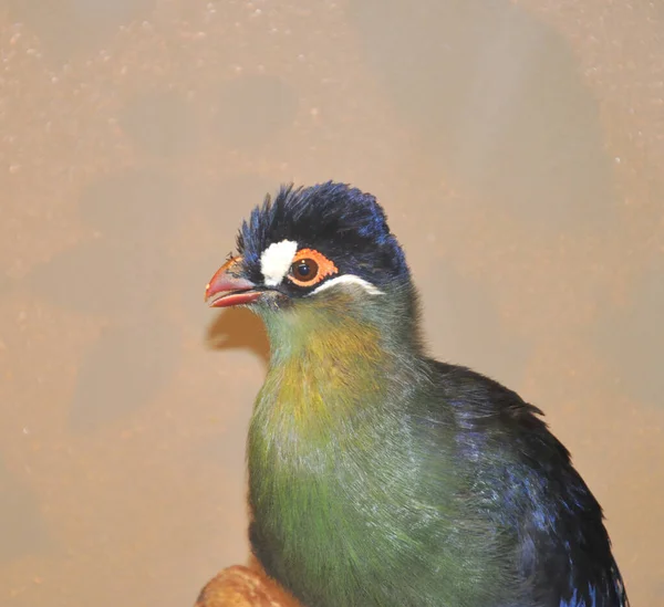 Bird Hartlaubs Turaco Lat Tauraco Hartlaubi Blau Orthodoxer Tauraco Für — Stockfoto