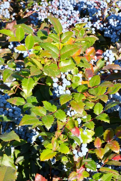 Blaue Mahonia Beeren Mahonia Aquifolium Oder Oregon Trauben Herbstgarten — Stockfoto