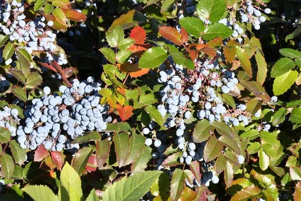 Jagody Mahonii Niebieskiej Mahonia Aquifolium Lub Oregon Winogron Jesiennym Ogrodzie — Zdjęcie stockowe