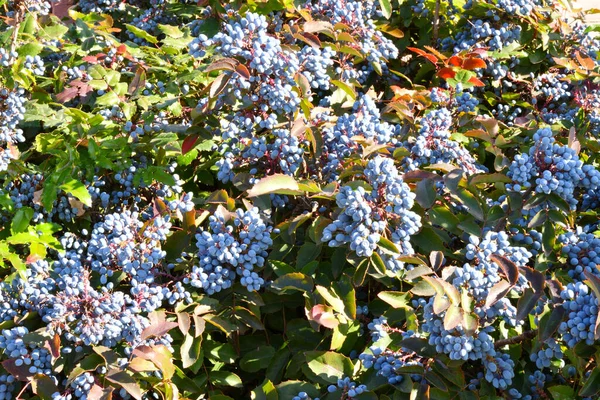 Βατόμουρα Mahonia Aquifolium Σταφύλια Όρεγκον Στον Κήπο Του Φθινοπώρου — Φωτογραφία Αρχείου