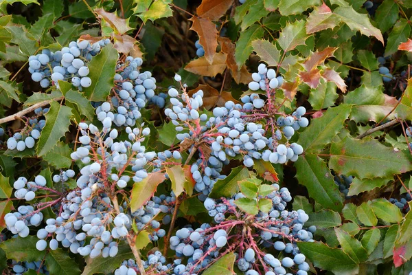 Baies Bleues Mahonia Mahonia Aquifolium Des Raisins Oregon Dans Jardin — Photo