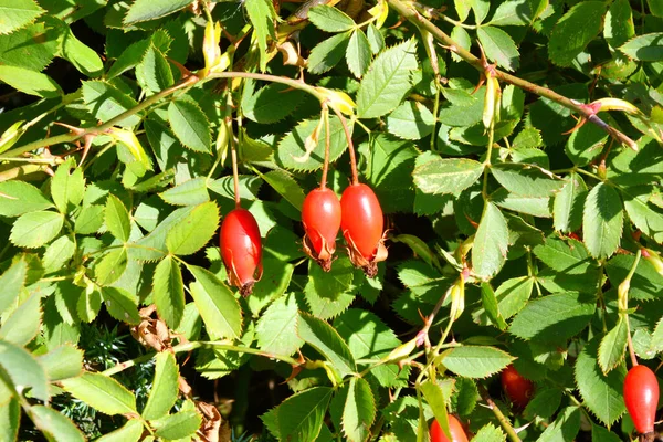 玫瑰的果实 拉丁文 菊花是秋季园林中的一种药用植物原料 — 图库照片