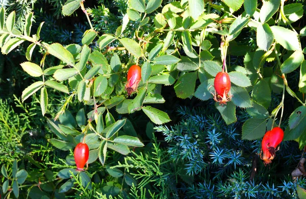 Fruit Rosehip Latin Fructus Rosae Medicinal Vegetable Raw Material Autumn — Stock Photo, Image