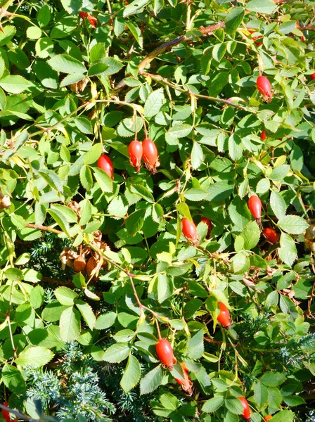 Плоди Шипшини Латиниця Fructus Rosae Лікарська Рослинна Сировина Осінньому Саду — стокове фото