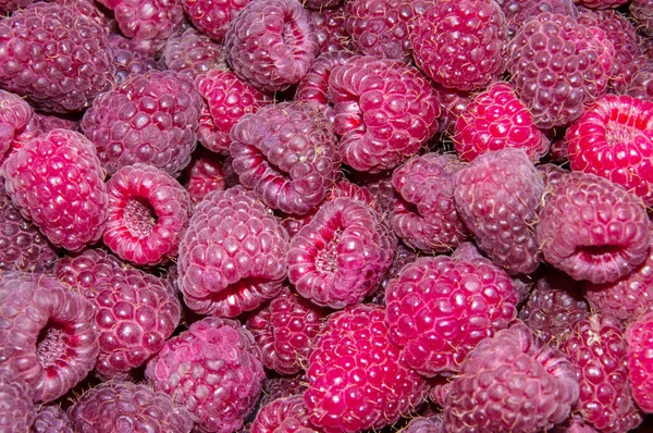 Harvest Garden Raspberries Red Color Background — Stock Photo, Image