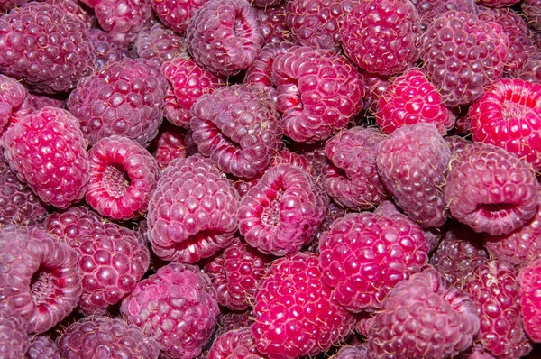 Récolter Les Framboises Jardin Couleur Rouge Comme Fond — Photo