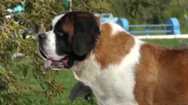 Köpek, St. Bernard 'ı sonbahar parkında yürüyüşe çıkarmış.