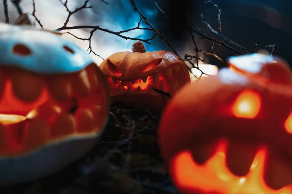 Calabazas de Halloween en un bosque espeluznante por la noche —  Fotos de Stock