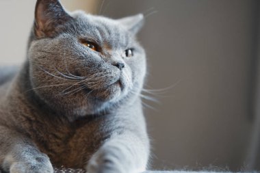 İngiliz hoşnutsuz şirin kedi. Konfor ve rahat kış zaman kavramı. hazırda bekleme.