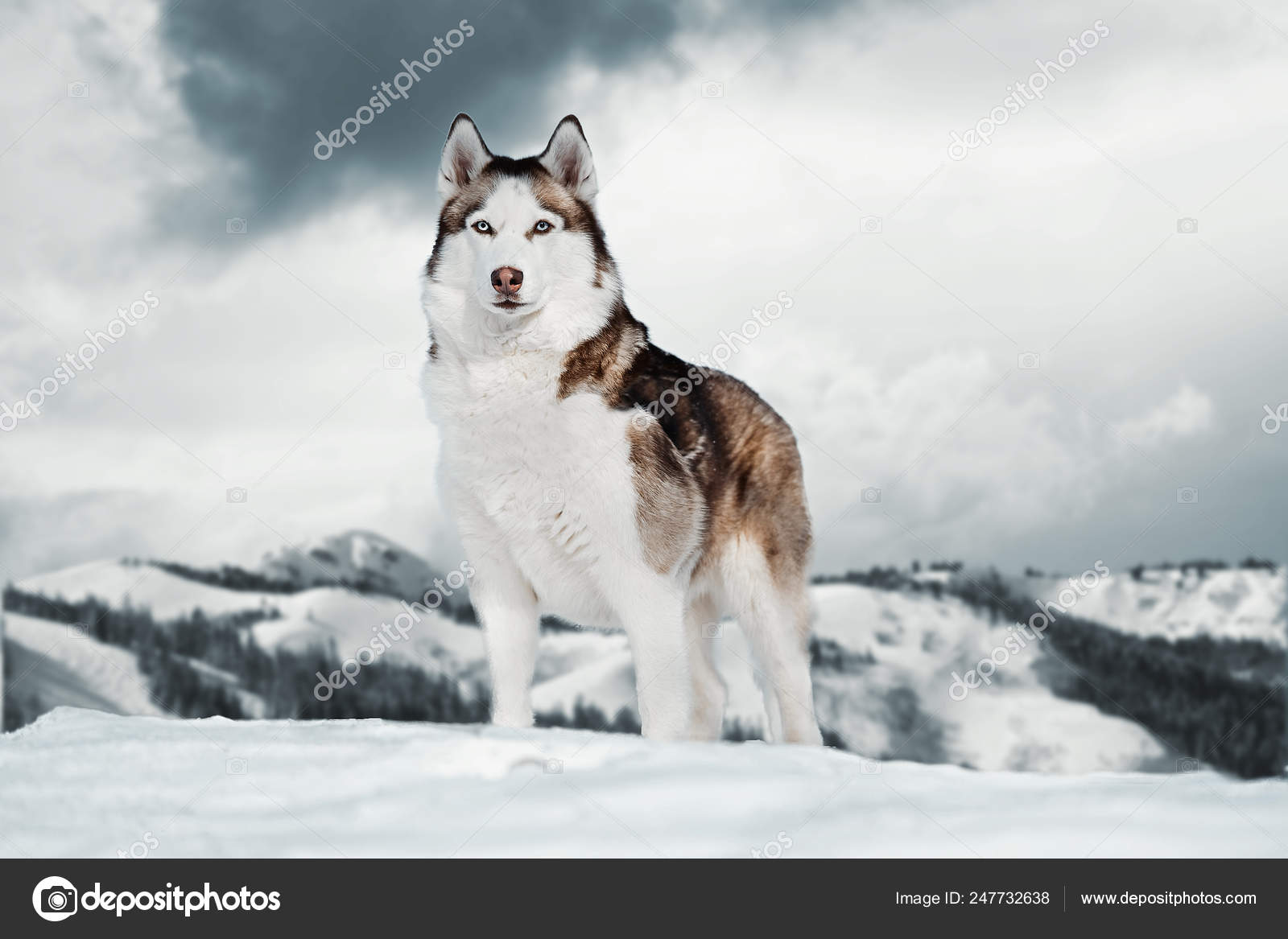 Husky Beautiful Large Dogs Dogs That Look Like Siberian Huskies