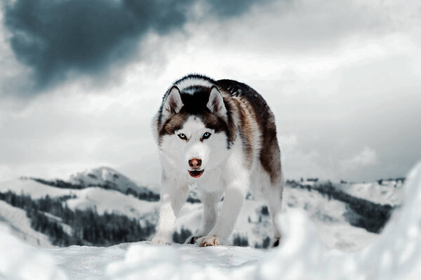 Gorgeous Siberian Husky dog standing on top of mountain next to cliff. Husky looks like wild wolf.