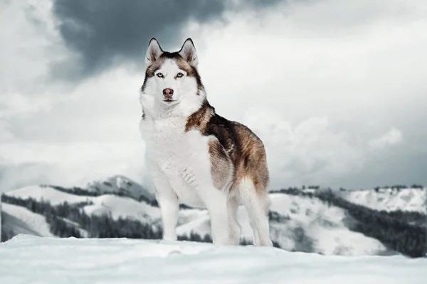 Splendido cane siberiano Husky in piedi sulla cima della montagna accanto alla scogliera . — Foto Stock