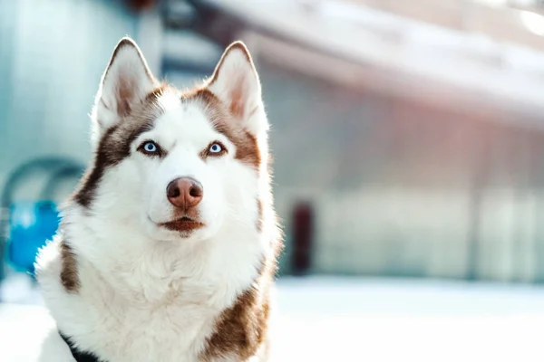 Retrato de ojos azules hermoso perro Husky siberiano en un paseo . —  Fotos de Stock