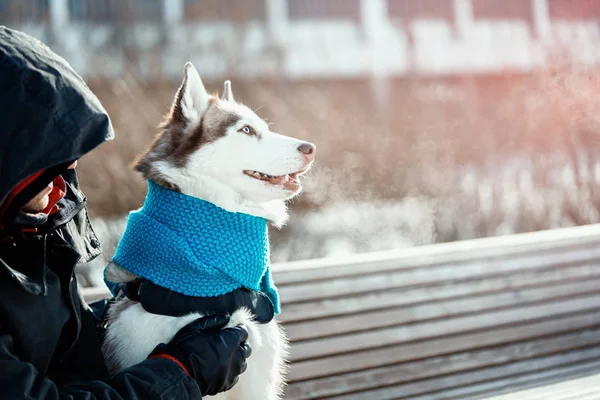 Gyönyörű szibériai Husky kutya a kék meleg sál a napsütéses téli nap portréja. — Stock Fotó