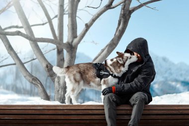 Sibirya Husky köpek adam son derece içinde dağlar güneşli kış gününde yalama.